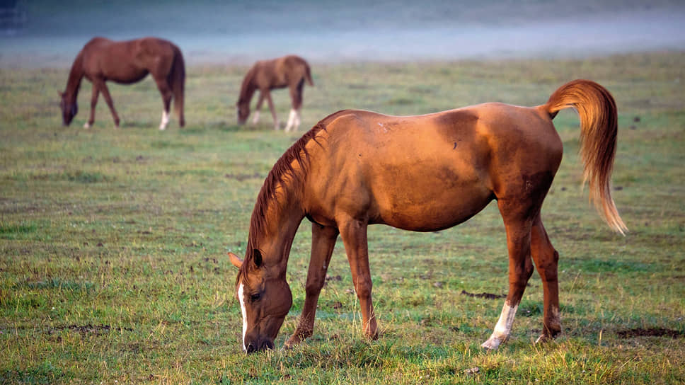 Лошади донской породы на утренней зорьке