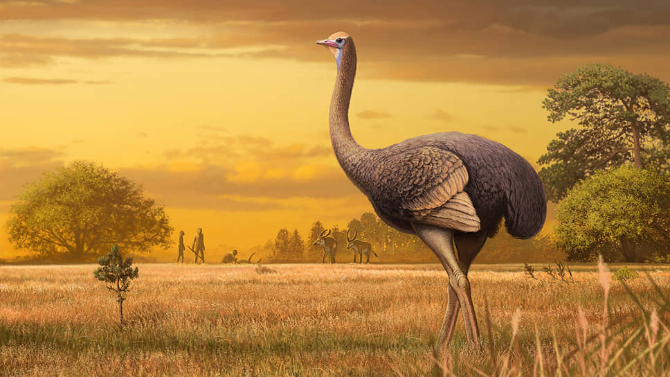 Художественная реконструкция пахиструтио не дает полного представления о гигантской птице, признают палеонотологи