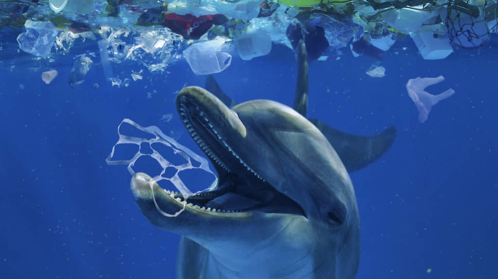 Какие живые существа способны поедать пластик
