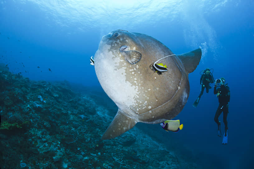На глубине животным свойственен гигантизм. На фото — рыба- Луна, которая весит больше тонны