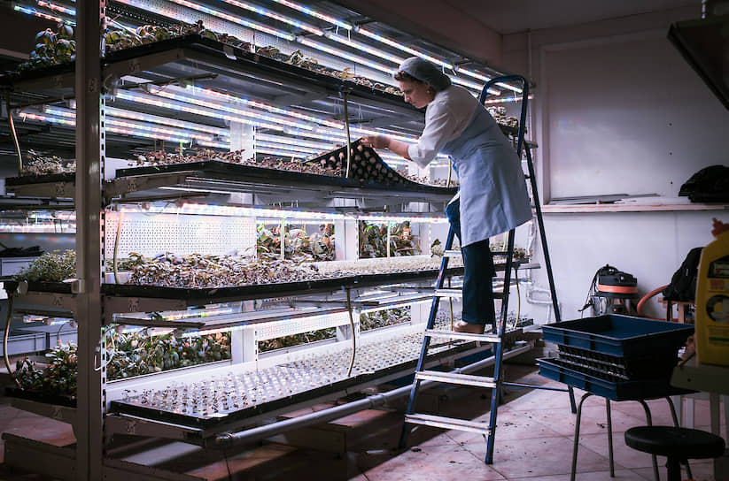 Предприниматель выращивает салат на цокольном этаже жилого дома