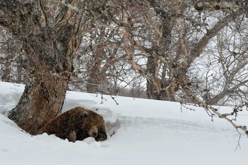 География поездок фотографа-натуралиста впечатляет. Например, этот снимок сделан в Южно-Камчатском федеральном заказнике: медведь пережидает метель под старой каменной березой. Несмотря на снег, уже весна