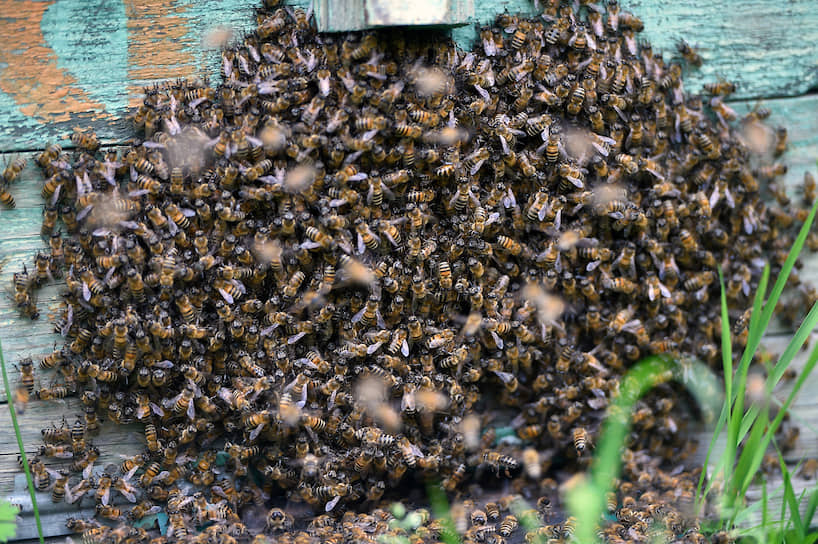 Массовая гибель пчел стала для экологов символом прошлого года