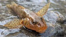 Romanichthys valsanicola, пресноводная рыба