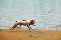По острову бегает много осиротевших собак, которые, предчувствуя опасность, вовремя убежали в глубь острова. Ведут себя вполне миролюбиво