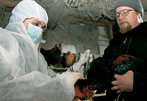 Павел и Наталья Радьковы, ветеринары села Константиново (Раменский район), начали вакцинацию с собственных кур