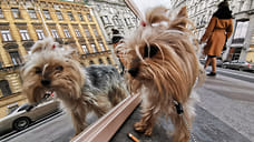 Исследование крови собак помогает понять процессы старения человека