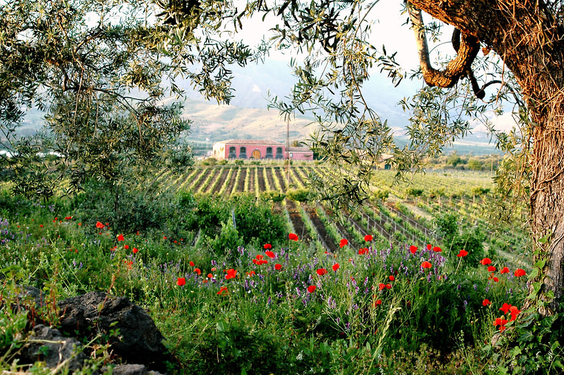 Виноградники Tenuta delle Terre Nere, северный склон Этны.
