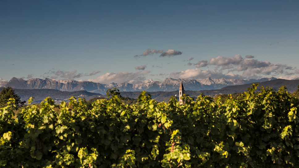 Виноградники винодельни Lis Neris, Фриули, Италия