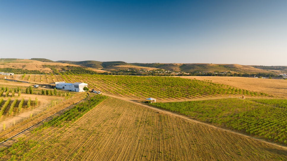 Виноградники хозяйства Gavras estate