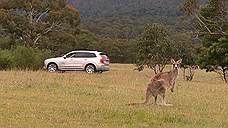 «Каждый год в Австралии происходит более 20 тыс. ДТП с участием кенгуру»