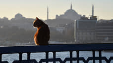 «Говорят, что когда-то кошки спасли город от чумы»