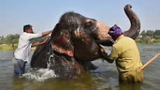 «Туристы приносят слонам только страдания»