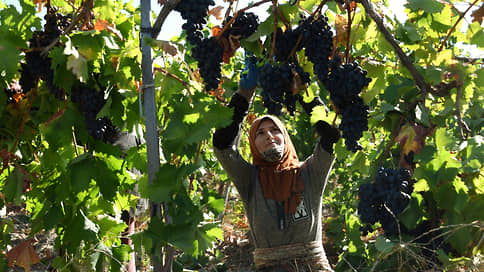 Виноделы адаптируются к жаре // Как аномальные температуры отразятся на урожае