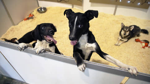 ИИ разговорит животных // В каких сферах может быть полезен переводчик с языка зверей на человеческий