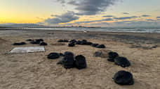 Черное море затянуло пленкой