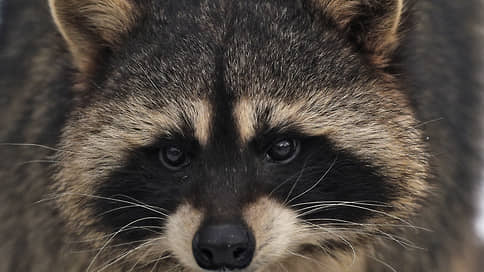 Из антикафе выселяют экзотических животных // В каких мерах регулирования нуждается отрасль