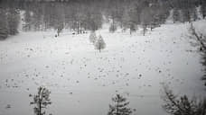 Елки вписывают в тренды