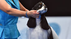 Домашних животных балуют уходом