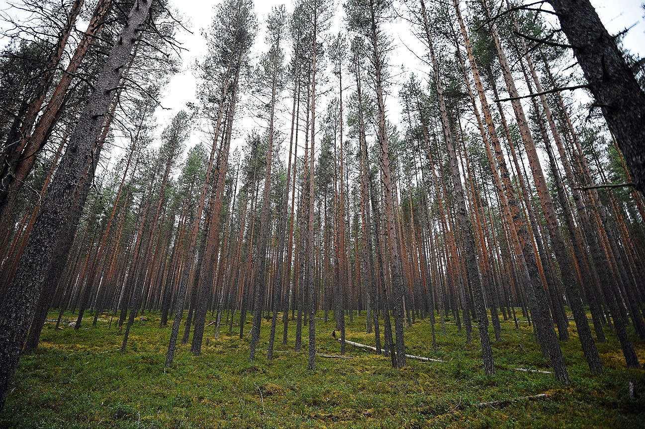 Опоясывающие 30-километровые зеленые зоны вокруг Челябинска были установлены законом с 1945 года