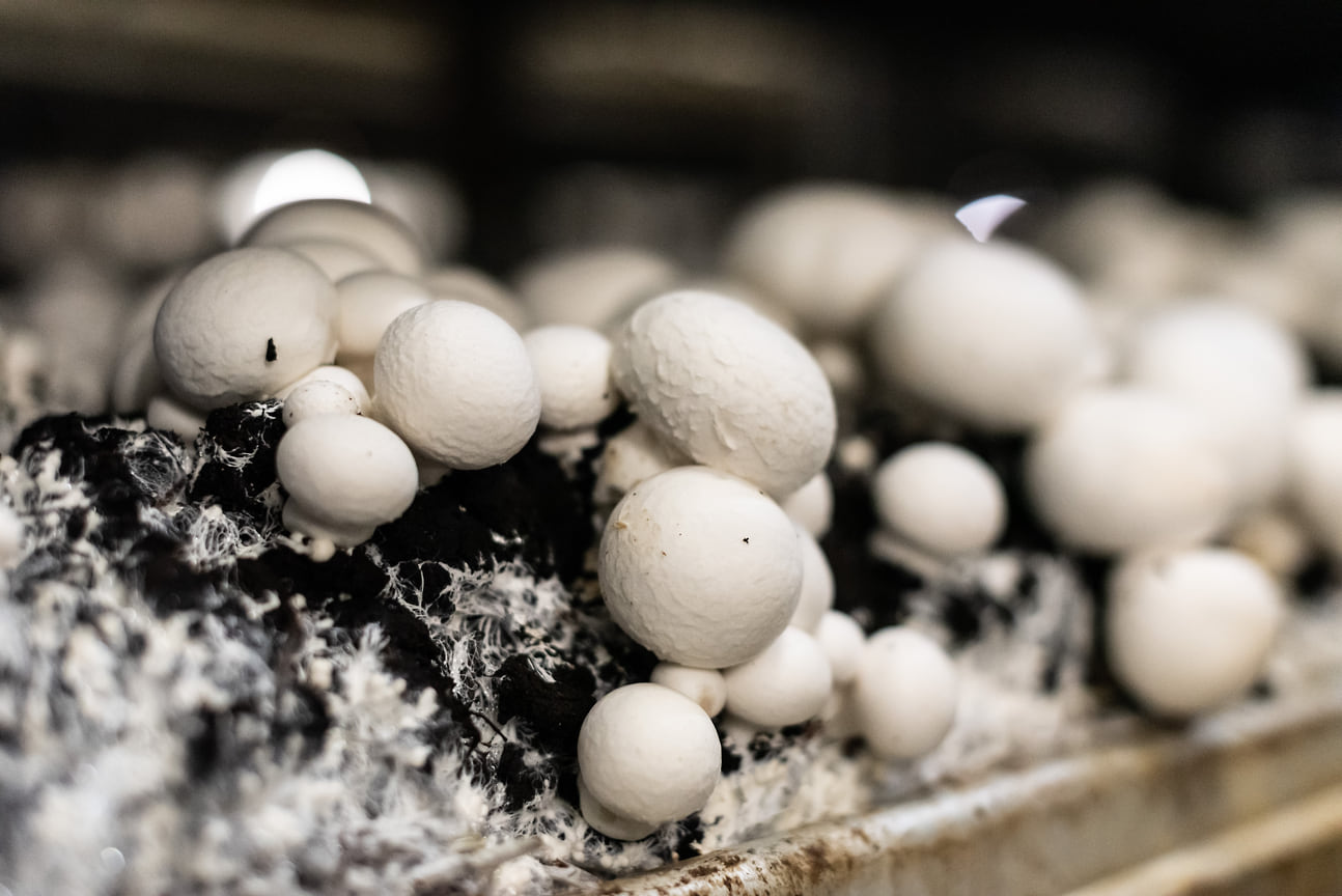 В Катайске инвестор собирается выращивать 10 тыс. т грибов в год