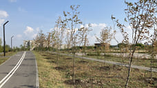 Челябинские экоактивисты заявили о гибели четверти новых деревьев в парке Дружбы