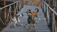 Мэрия Челябинска выплатит компенсацию двум детям за нападения бродячих собак