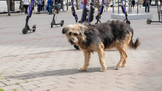 В Челябинске подрядчику по отлову бродячих животных заплатят 4,6 млн рублей