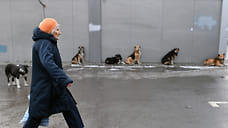 В Челябинске появится муниципальное предприятие для отлова бездомных животных