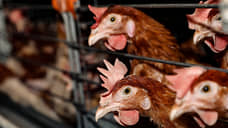 Продукцию Боровской птицефабрики сожгут из-за вируса птичьего гриппа