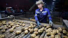 В Свердловской области собрали 260 тыс. тонн картофеля и 70 тыс. тонн зерна