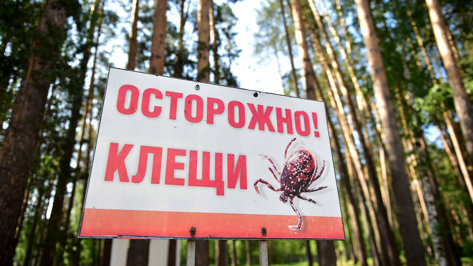 С начала весны в Свердловской области зарегистрировали 5713 пострадавших от укусов клещей