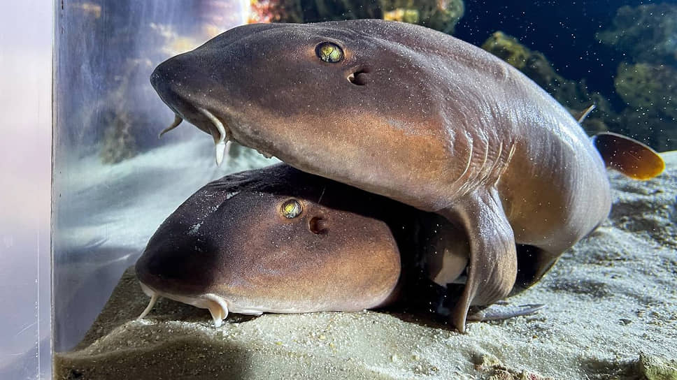 Родители акулы