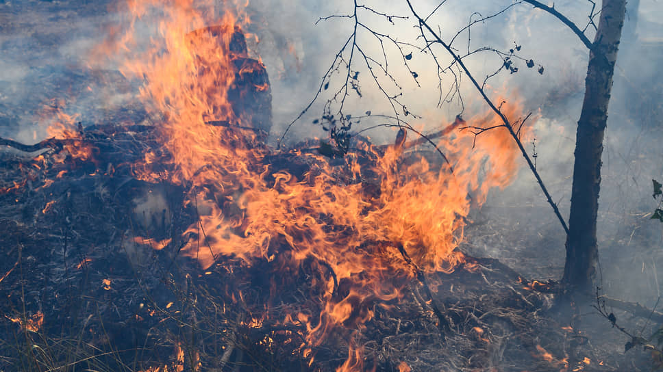 За прошедшие сутки ФБУ «Авиалесоохрана» обнаружила два пожара в лесах Свердловской области на площади в 88 га