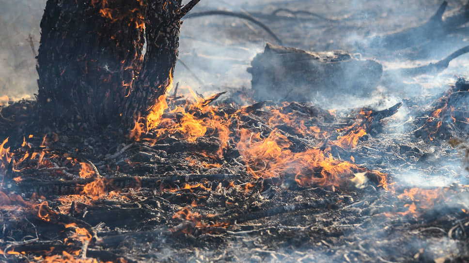 За прошедшие сутки ФБУ «Авиалесоохрана» обнаружила семь пожаров в лесах ХМАО на площади в 484 га
