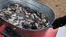 В Югре более 60 человек заболели хроническим описторхозом через речную рыбу