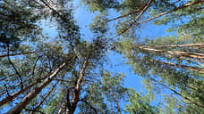 С начала 2024 года сотрудники свердловских лесничеств провели 11 тысяч рейдов