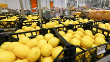 Из Турции в Екатеринбург привезли 20 тонн лимонов с померанцевой щитовкой