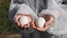 Из Свердловской области в Сирию отправили 30,9 тыс. куриных яиц