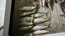 В Югре задержали браконьера, выловившего краснокнижную рыбу на 18,5 млн рублей