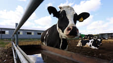 В Свердловской области до 2030 года построят семь новых молочных ферм