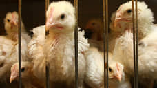 На пяти птицеводческих предприятиях Свердловской области найдены нарушения