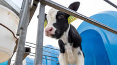 Увеличить производство молока и построить семь ферм хотят в Свердловской области