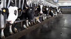 В Свердловской области постоят новую молочную ферму на 3,6 тыс. коров