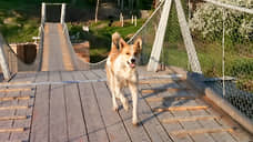 Прокуратура обязала властей Гари отловить безнадзорных животных