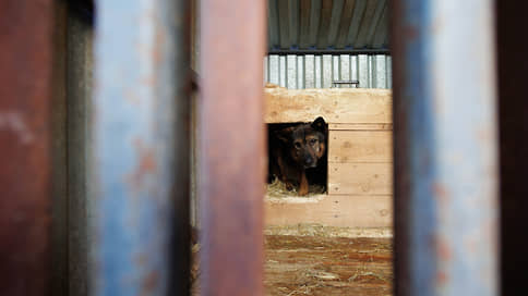 В тюменском селе Беркут ввели карантин по бешенству животных