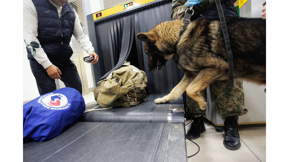Кинолог с собакой во время проверки багажа в аэропорту Кольцово