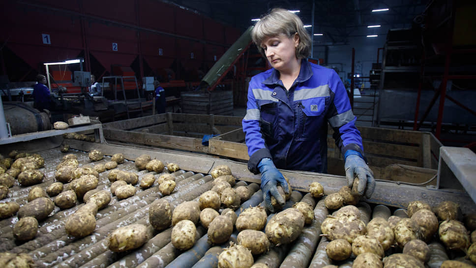 Переработка картофеля 