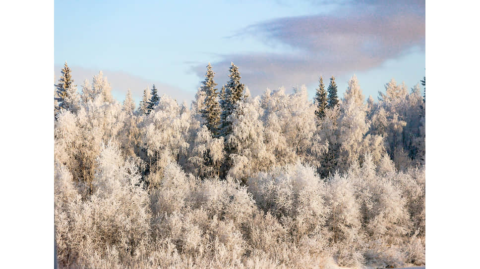 Виды Нового Уренгоя (ЯНАО). Лес в окрестностях города