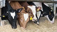 «Мираторг» планирует закупать крупный рогатый скот в Удмуртии